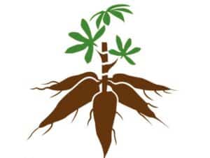 Apokor Cassava Value Addition Project (ACAVAP)