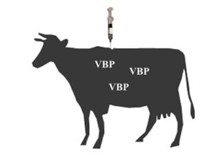 Animal Anti-tick Vaccine