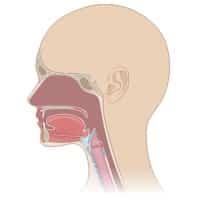Human vaccines for Respiratory Tract Infections