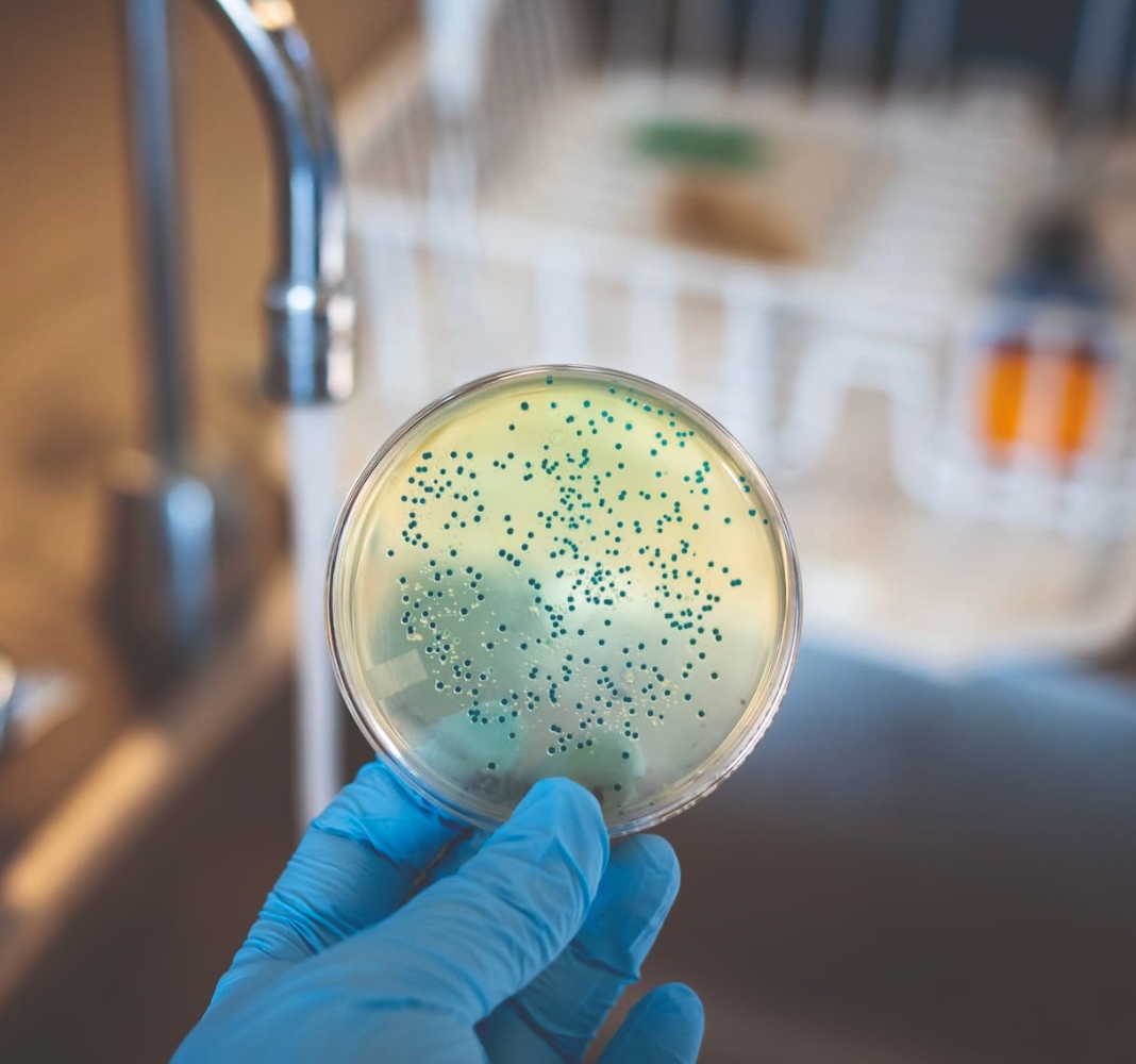 Pathogen Economy