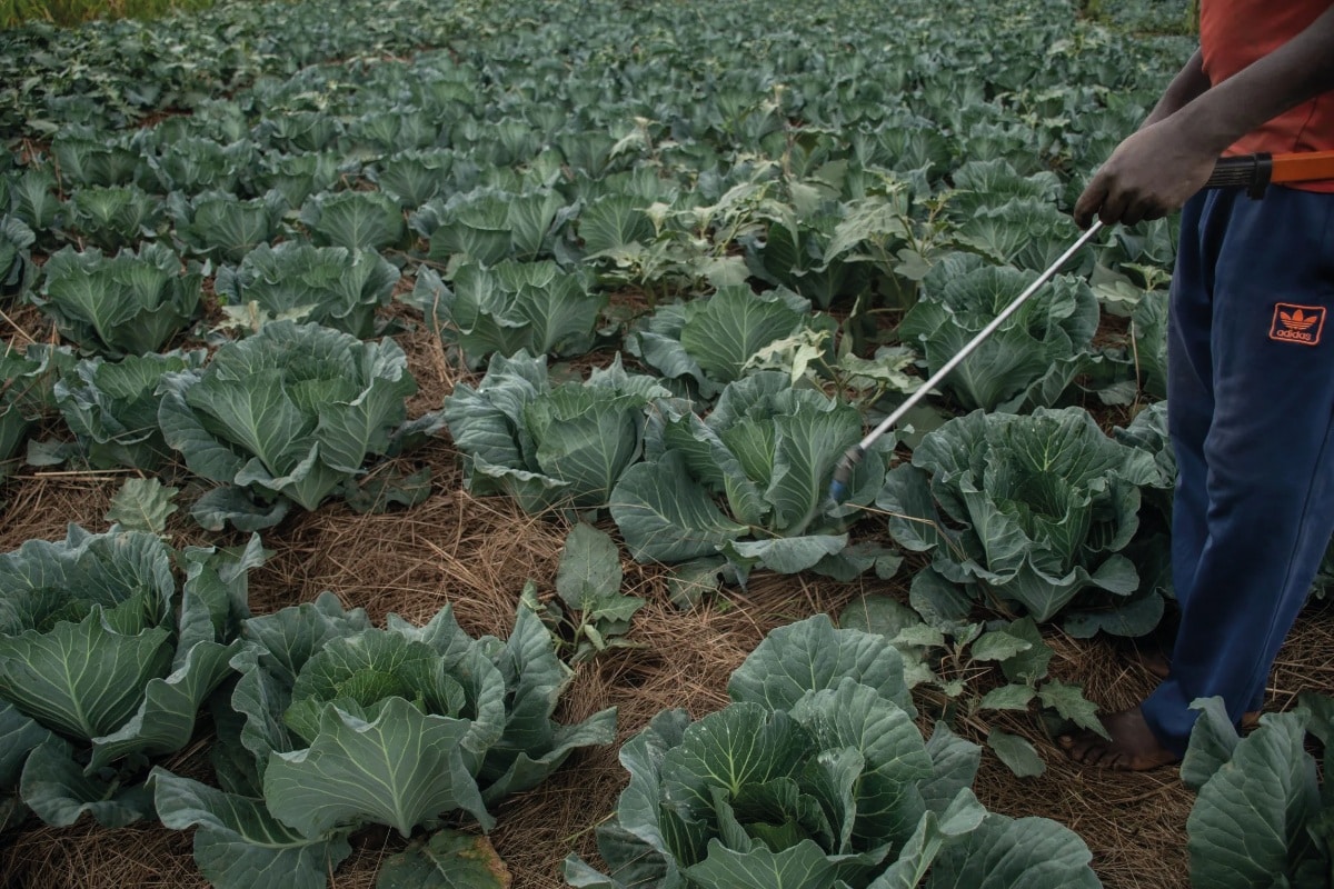 Participatory</br>Pathways to Sustainable Intensification